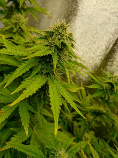 Gelonade Auto Zamnesia. Week 7