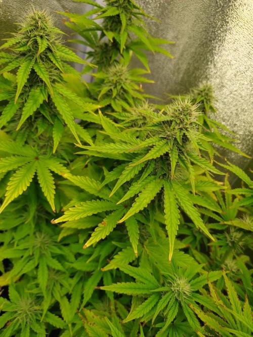 Gelonade Auto Zamnesia. Week 7