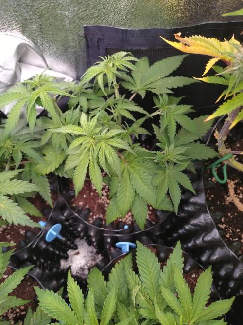 Banana Purple Punch Auto Fastbuds. Week 4