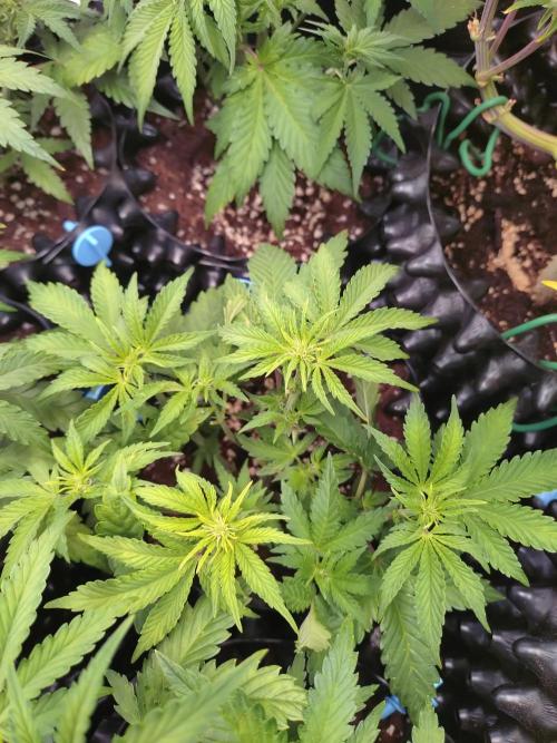 Banana Purple Punch Auto Fastbuds. Week 4