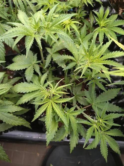 Banana Purple Punch Auto Fastbuds. Week 4