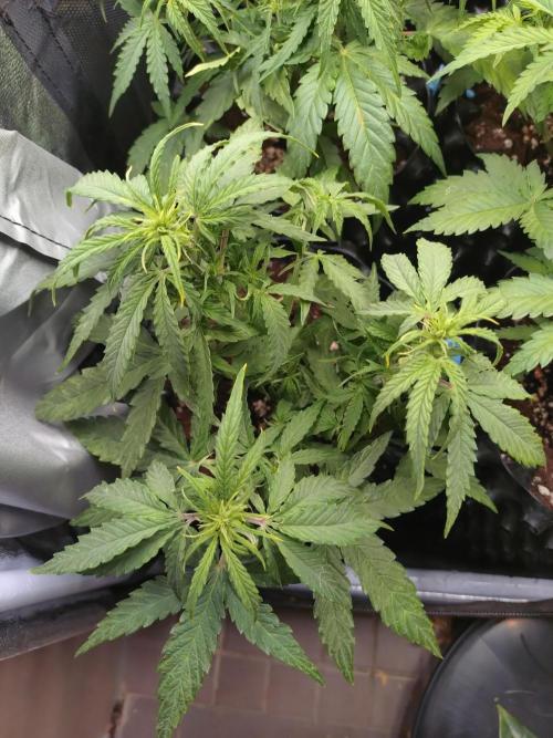 Titan F1 RQS. Week 4