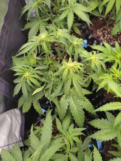 Titan F1 RQS. Week 4