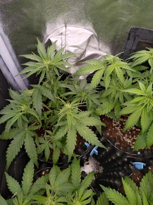 Titan F1 RQS. Week 4