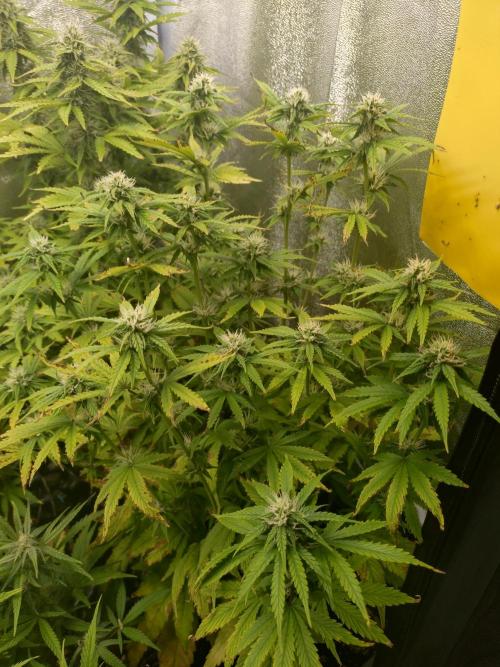 Pink Runtz Auto RQS. Week 7