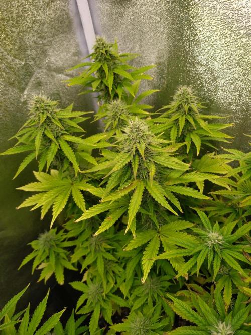 Gelonade Auto Zamnesia. Week 8