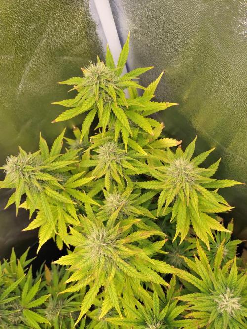 Gelonade Auto Zamnesia. Week 8