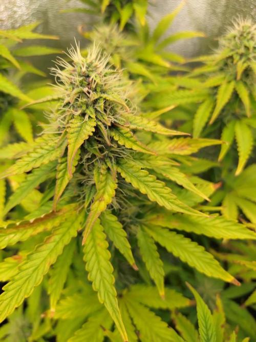 Gelonade Auto Zamnesia. Week 8