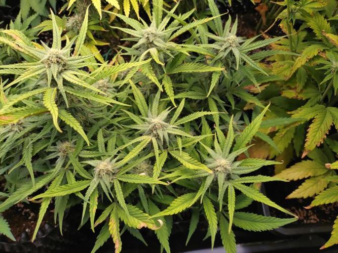 Guava Auto Fastbuds. Week 8