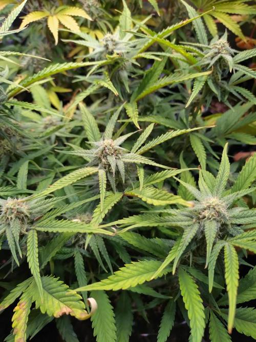 Guava Auto Fastbuds. Week 8