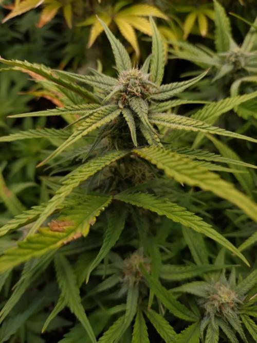 Guava Auto Fastbuds. Week 8