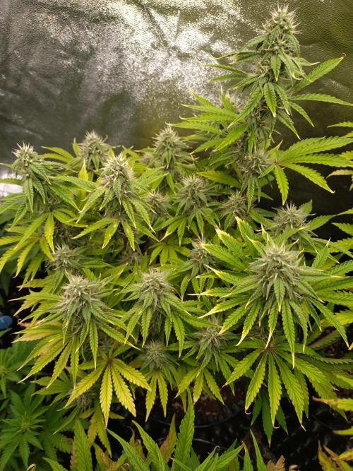 Green Gelato Auto RQS. Week 8