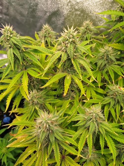 Green Gelato Auto RQS. Week 8