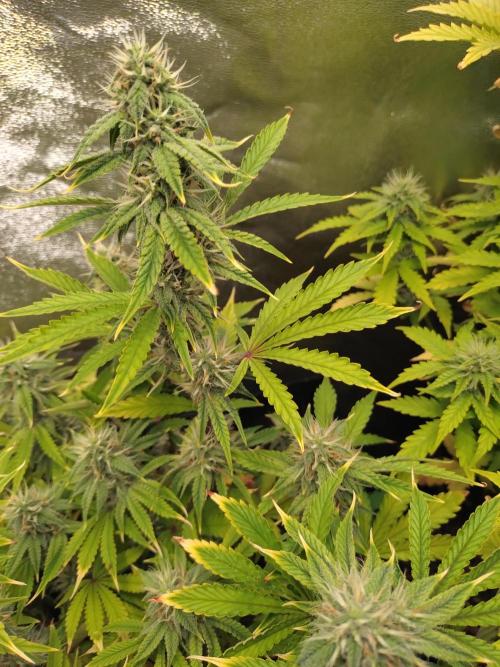 Green Gelato Auto RQS. Week 8