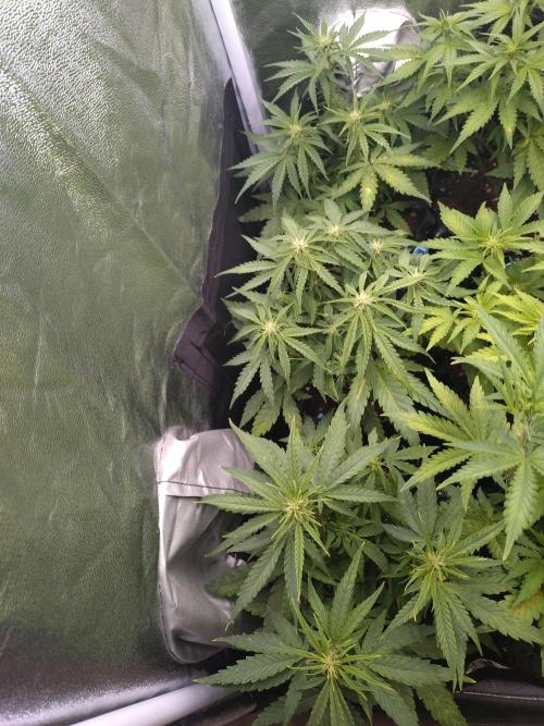 Titan F1 RQS. Week 5