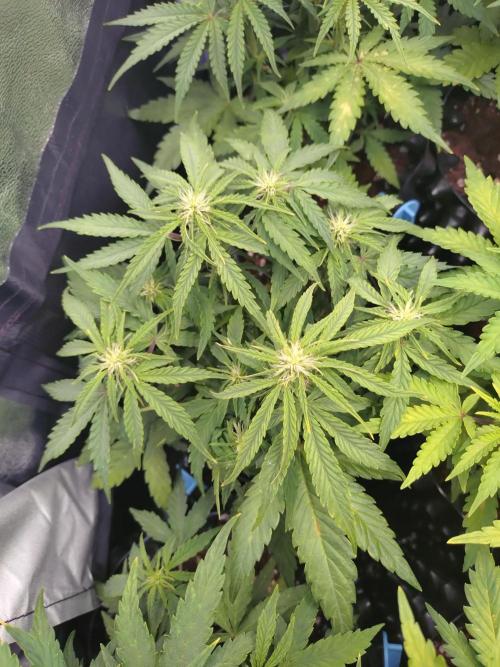 Titan F1 RQS. Week 5