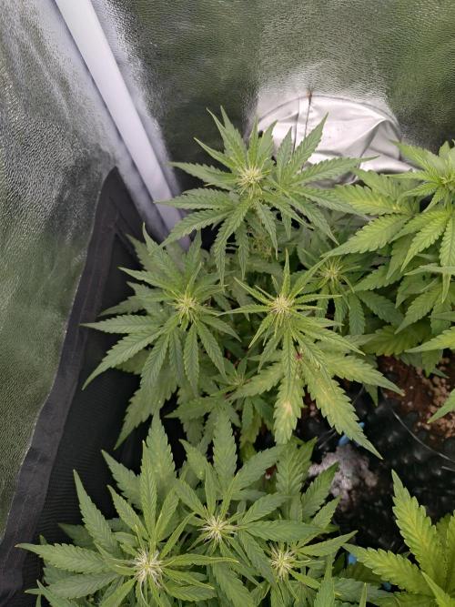 Titan F1 RQS. Week 5