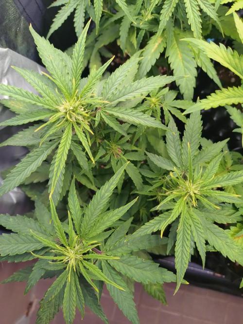 Titan F1 RQS. Week 5