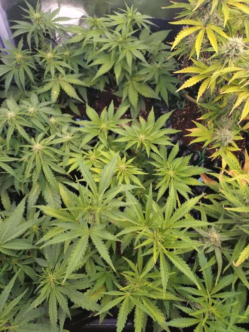 Banana Purple Punch Auto Fastbuds. Week 5