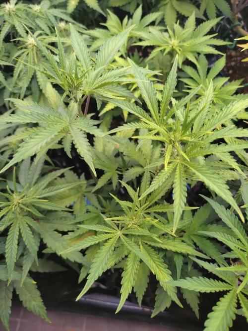 Banana Purple Punch Auto Fastbuds. Week 5