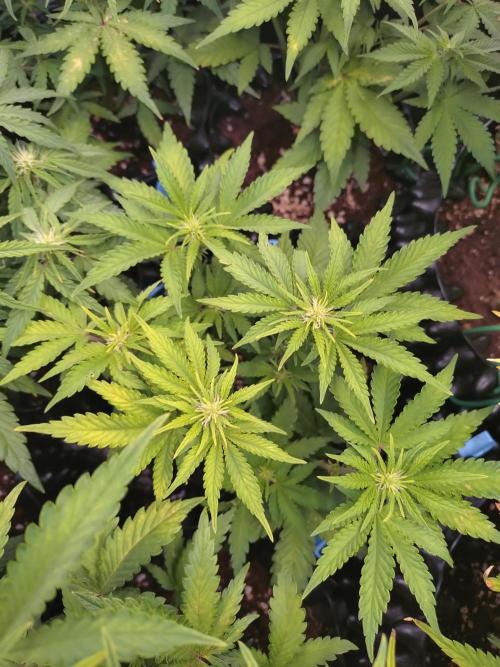 Banana Purple Punch Auto Fastbuds. Week 5