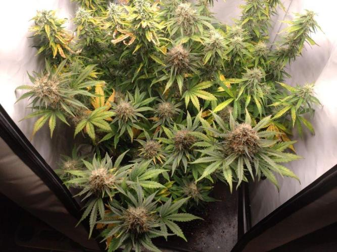 Fat Banana Auto RQS. Week 9