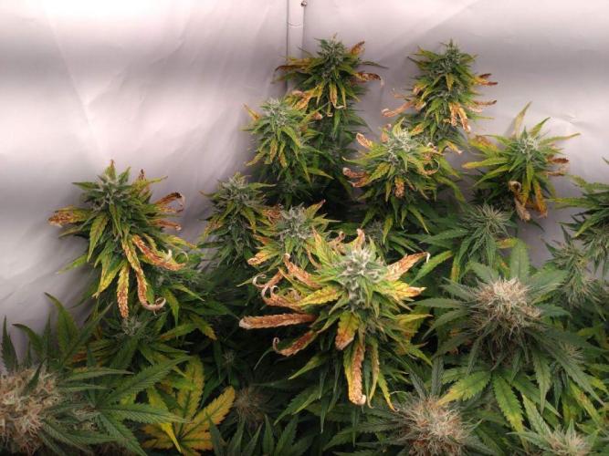 Cookies Gelato Auto RQS. Week 9