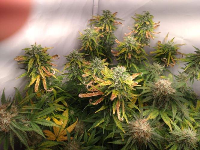 Cookies Gelato Auto RQS. Week 9