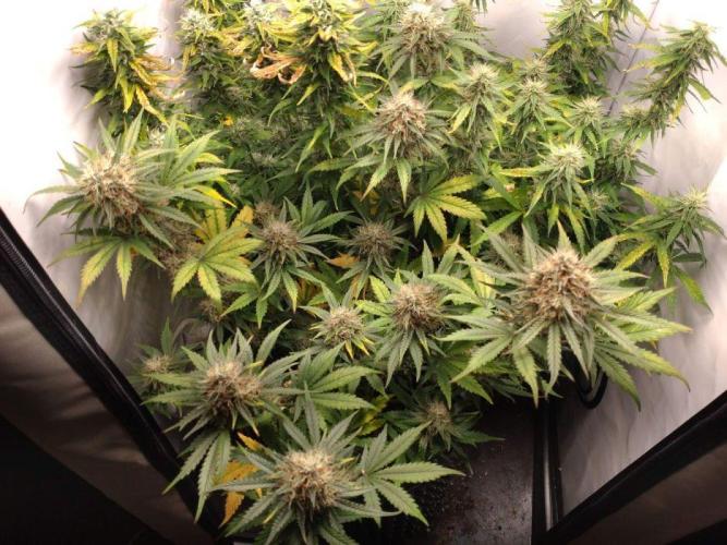 Fat Banana Auto RQS. Week 9