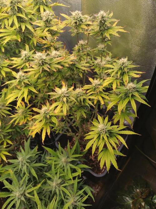 Pink Runtz Auto RQS. Week 8