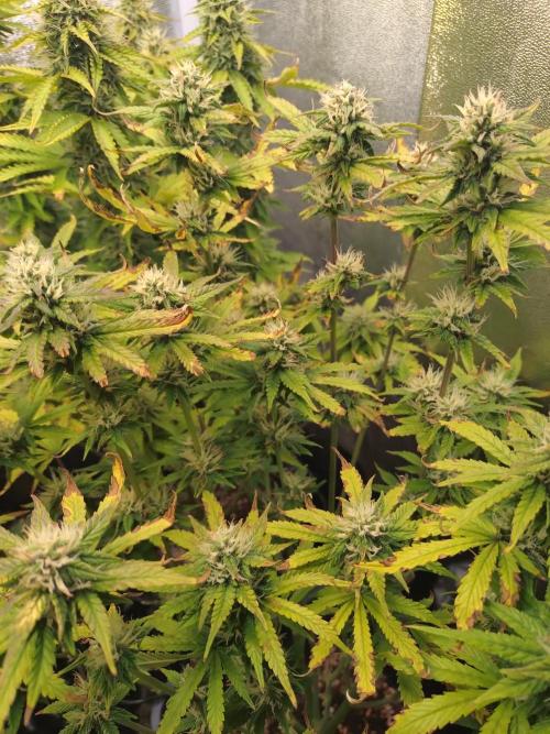 Pink Runtz Auto RQS. Week 8