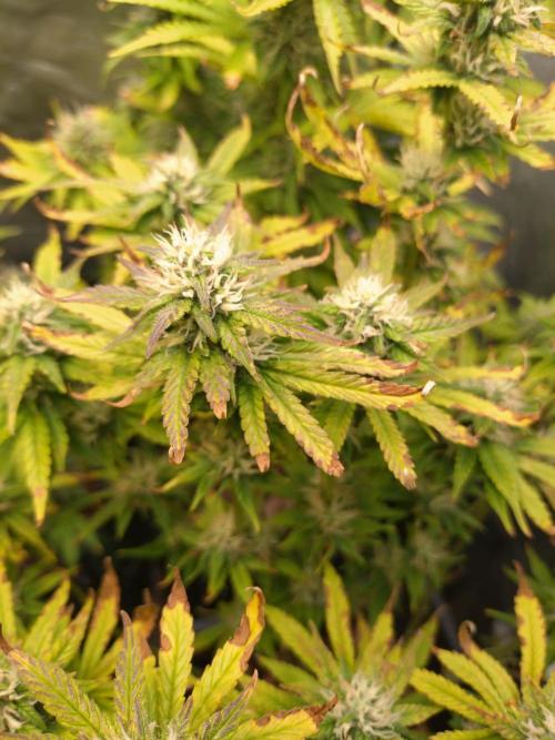 Pink Runtz Auto RQS. Week 8