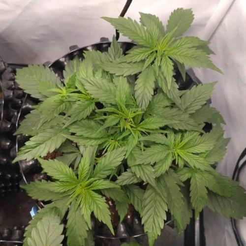 Green Gelato Auto RQS. Week 4