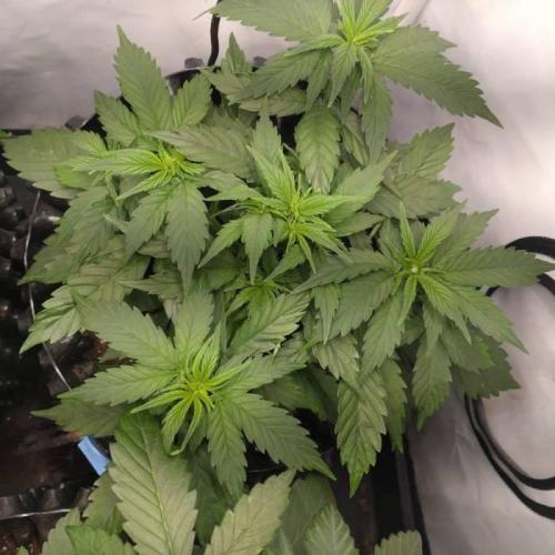 Green Gelato Auto RQS. Week 4