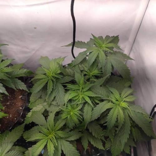 Green Gelato Auto RQS. Week 4