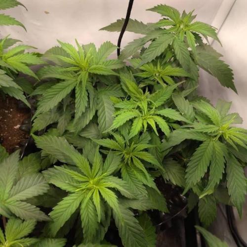 Green Gelato Auto RQS. Week 4