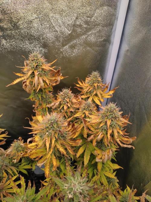 Gelonade Auto Zamnesia. Week 9