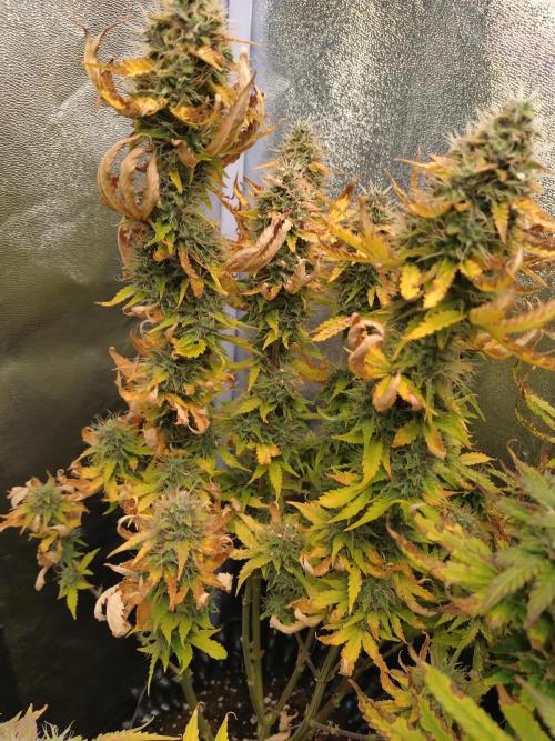 Gelonade Auto Zamnesia. Week 9