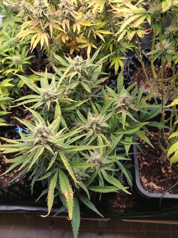 Guava Auto Fastbuds. Week 9