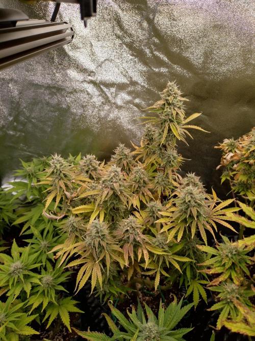 Green Gelato Auto RQS. Week 9