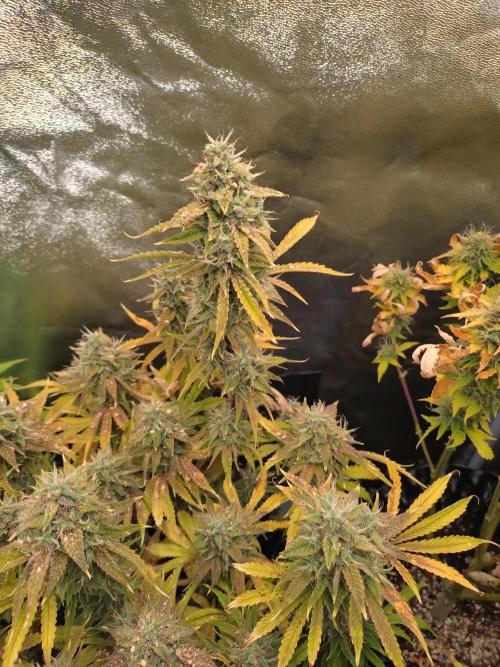 Green Gelato Auto RQS. Week 9