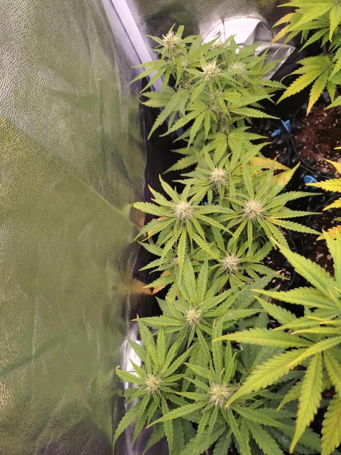 Titan F1 RQS. Week 6