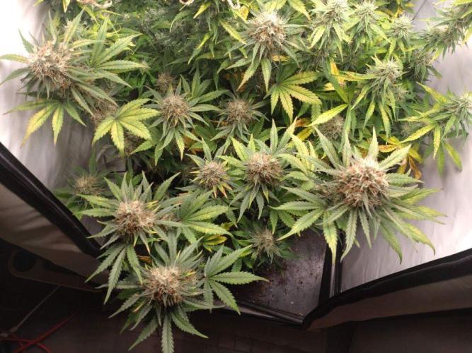 Fat Banana Auto RQS. Week 10