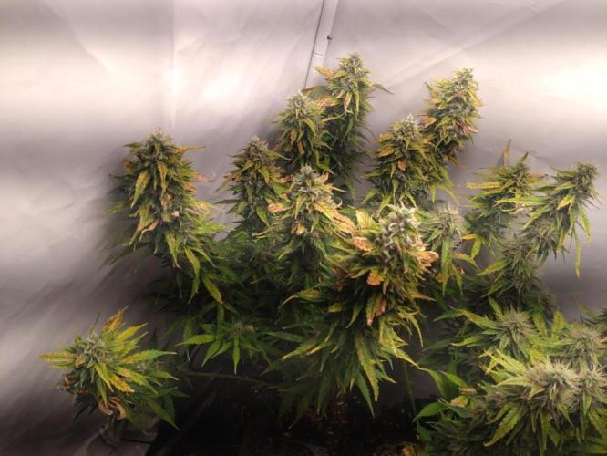 Cookies Gelato Auto RQS. Week 10