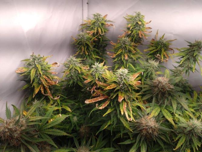 Cookies Gelato Auto RQS. Week 10