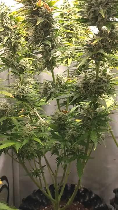 Cookies Gelato Auto RQS