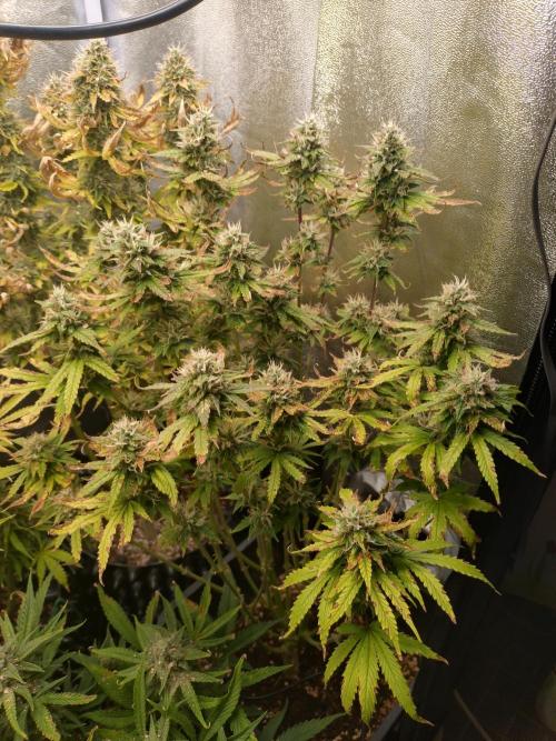 Pink Runtz Auto RQS. Week 9