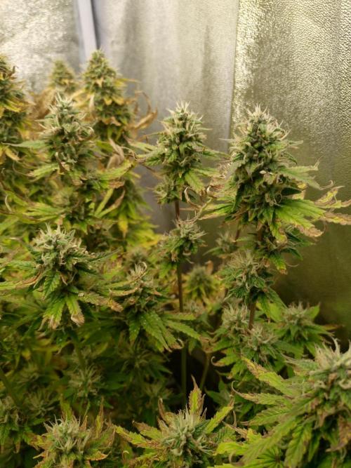 Pink Runtz Auto RQS. Week 9