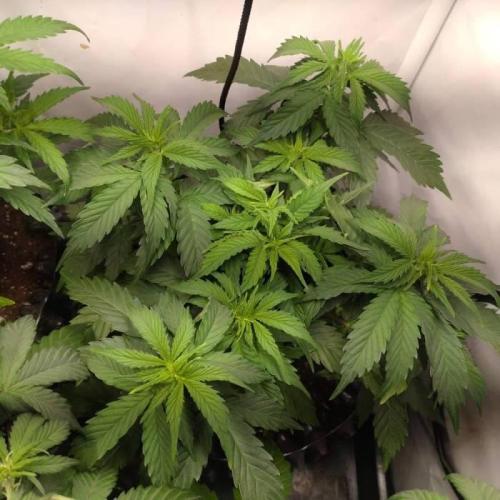 Green Gelato Auto RQS. Week 5