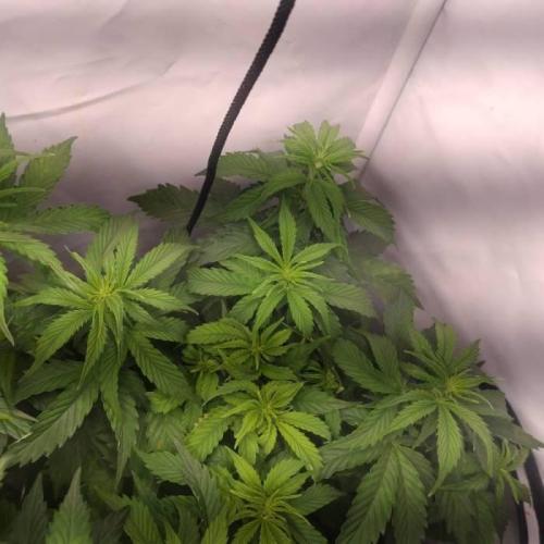 Green Gelato Auto RQS. Week 5